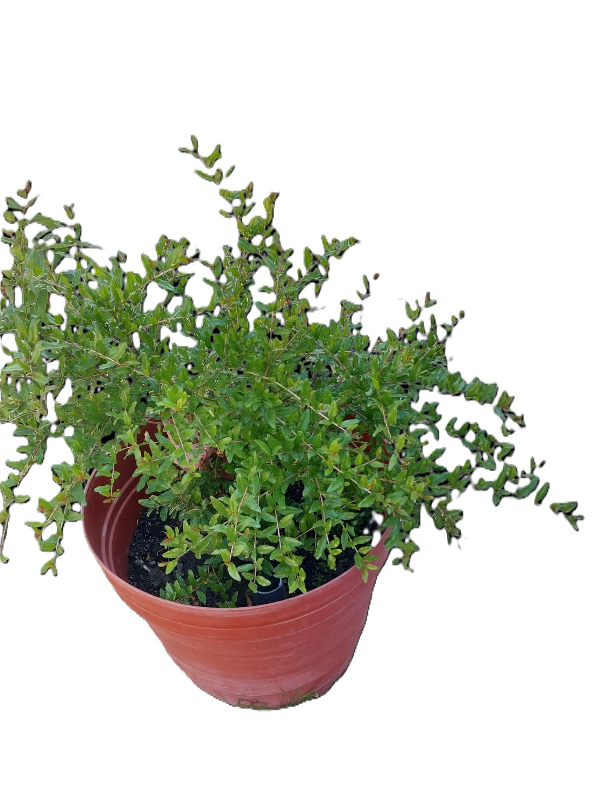 Dracea